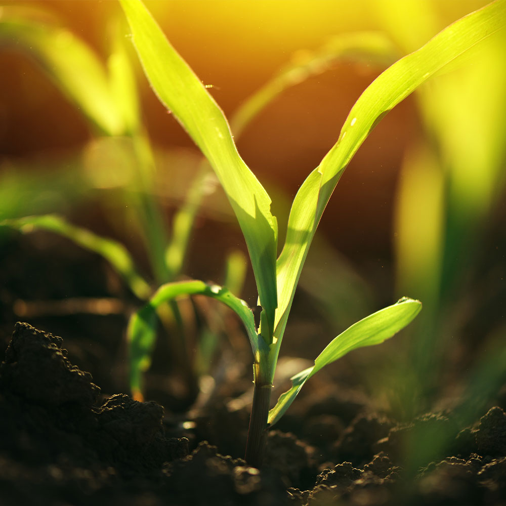 Topsoil suppliers in Leatherhead 